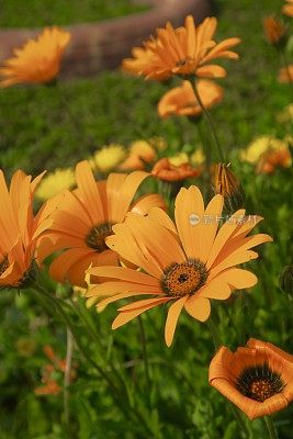 夏季黄色和橙色的雏菊和花瓣/黄色和橙色的骨芥雏菊花和花蕾生长在每年夏天的花坛花园模糊的叶子背景，黄色向日葵非洲雏菊/雏菊灌木花的特写图像